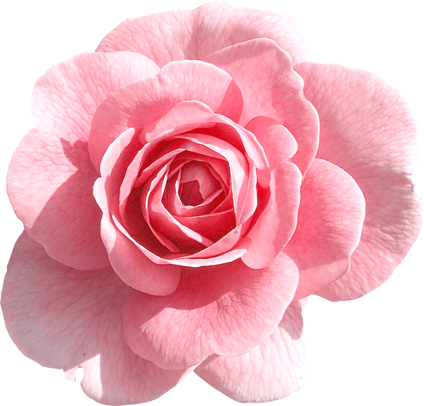 Beauty is what we love and do